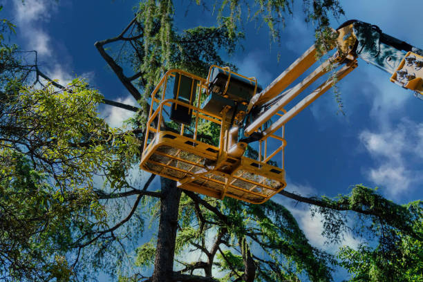  Danville, AR Tree Services Pros