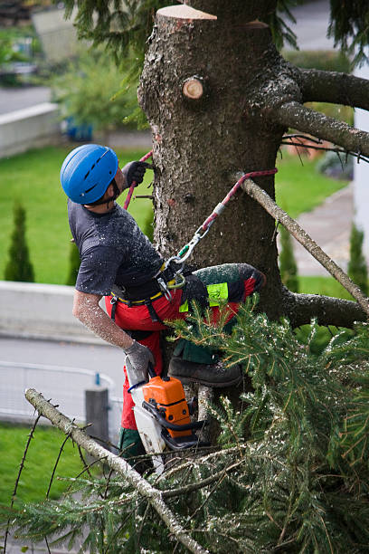 How Our Tree Care Process Works  in  Danville, AR